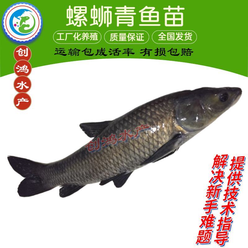 大量供应优质青鱼苗螺丝青鱼苗黑鲩鱼苗四大家鱼供应