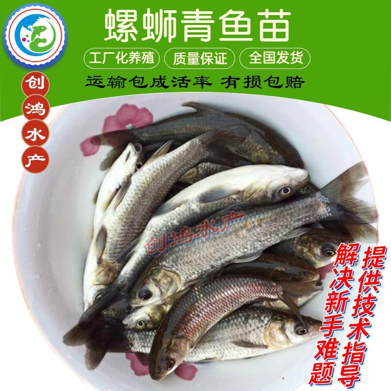 大量供应优质青鱼苗螺丝青鱼苗黑鲩鱼苗四大家鱼供应