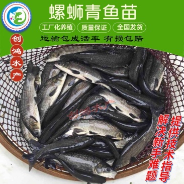 大量供应优质青鱼苗螺丝青鱼苗黑鲩鱼苗四大家鱼供应