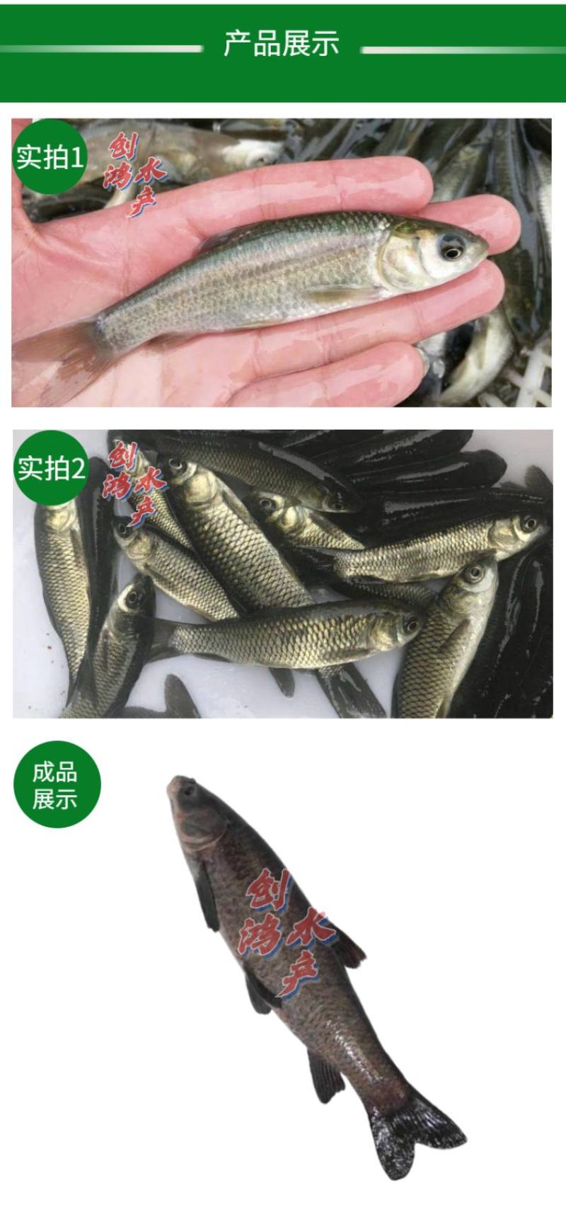 大量供应优质青鱼苗螺丝青鱼苗黑鲩鱼苗四大家鱼供应