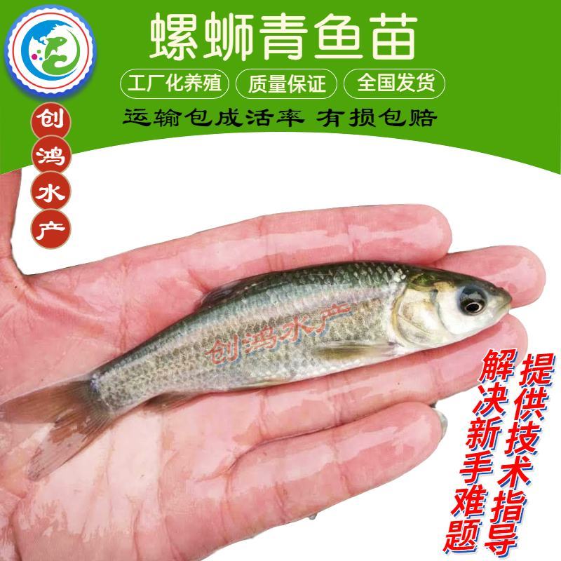 【四大家鱼供应】优质青鱼苗螺丝青鱼苗黑鲩鱼苗