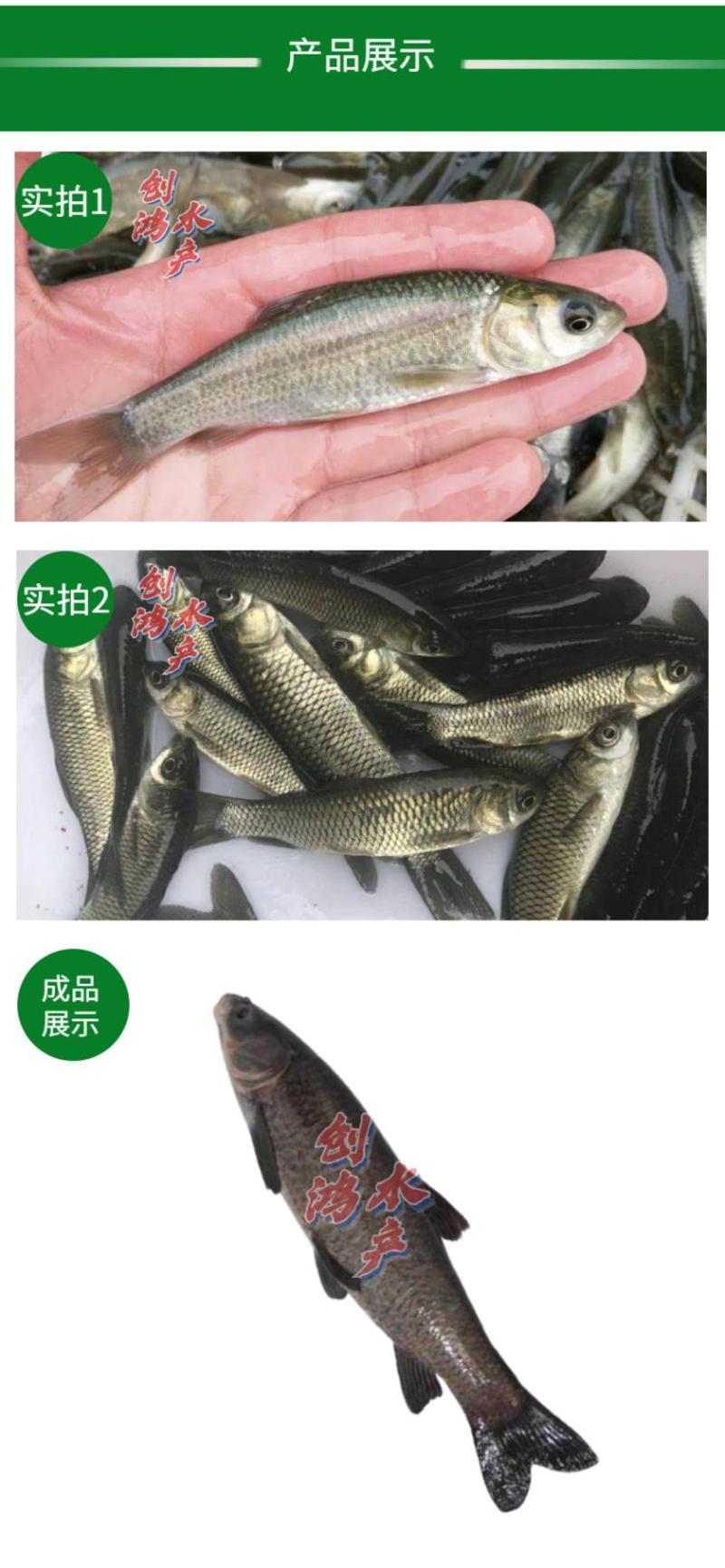 【四大家鱼供应】优质青鱼苗螺丝青鱼苗黑鲩鱼苗