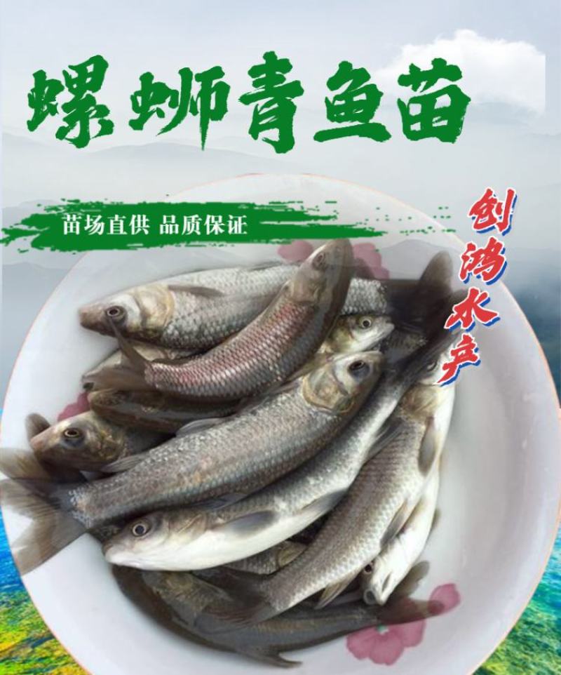 【四大家鱼供应】优质青鱼苗螺丝青鱼苗黑鲩鱼苗