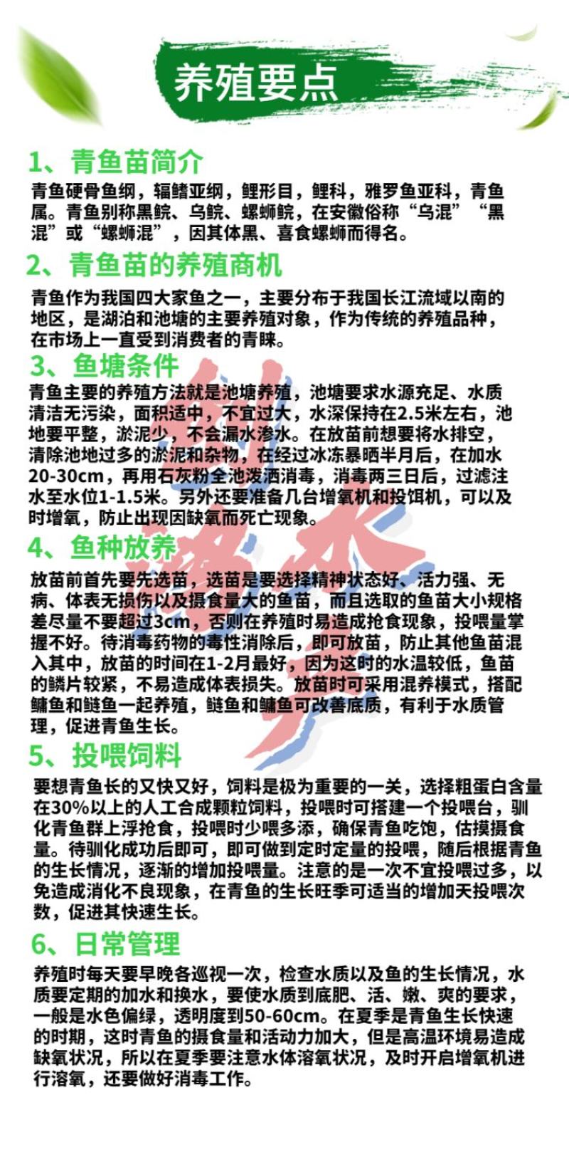 【四大家鱼供应】优质青鱼苗螺丝青鱼苗黑鲩鱼苗