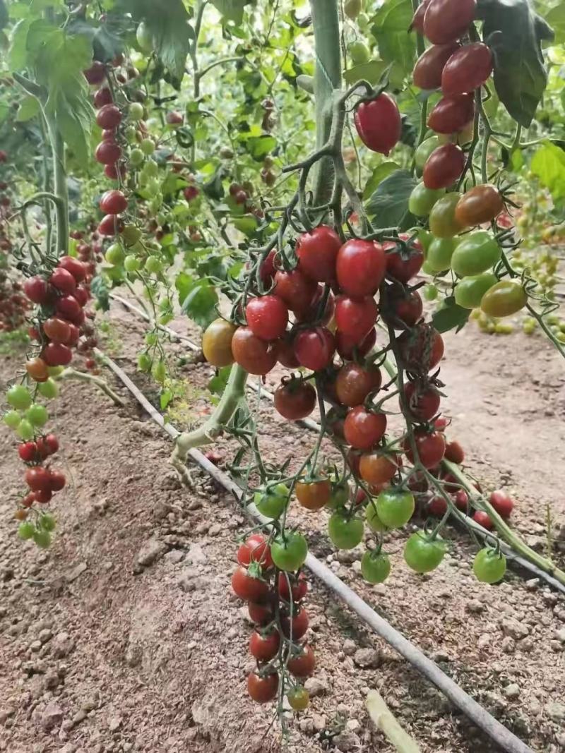 水果小番茄苗花生果小柿子苗黄绿皮紫皮迷彩色圣女果苗