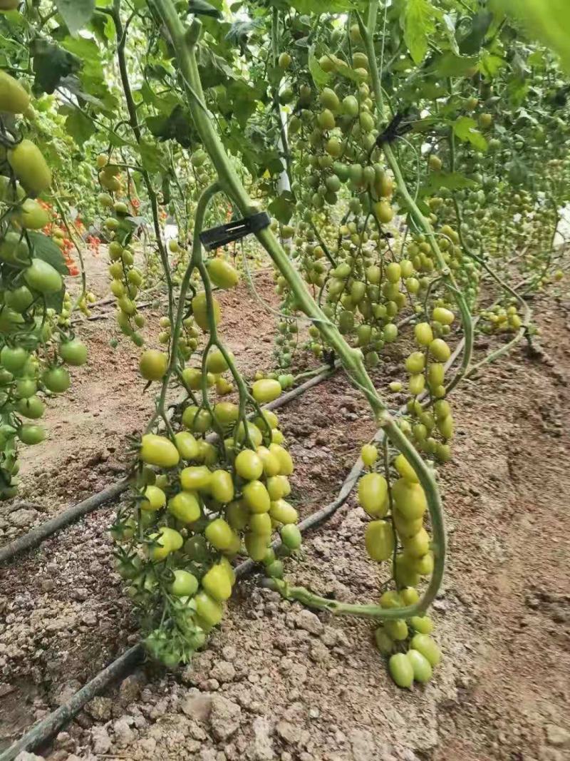 水果小番茄苗花生果小柿子苗黄绿皮紫皮迷彩色圣女果苗