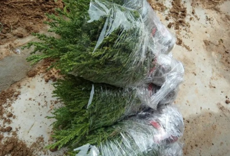 塔柏苗蜀桧苗《速生生长速度快》成活率高自家苗圃