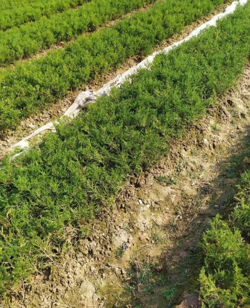 塔柏苗蜀桧苗《速生生长速度快》成活率高自家苗圃