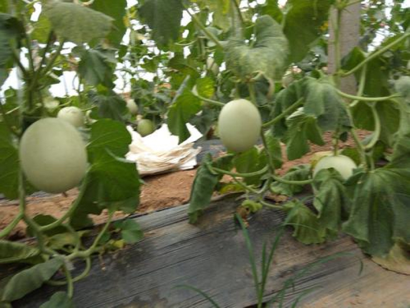 玉姑甜瓜绿皮绿肉香瓜甜瓜主产区代收代发全国批发市场与商超