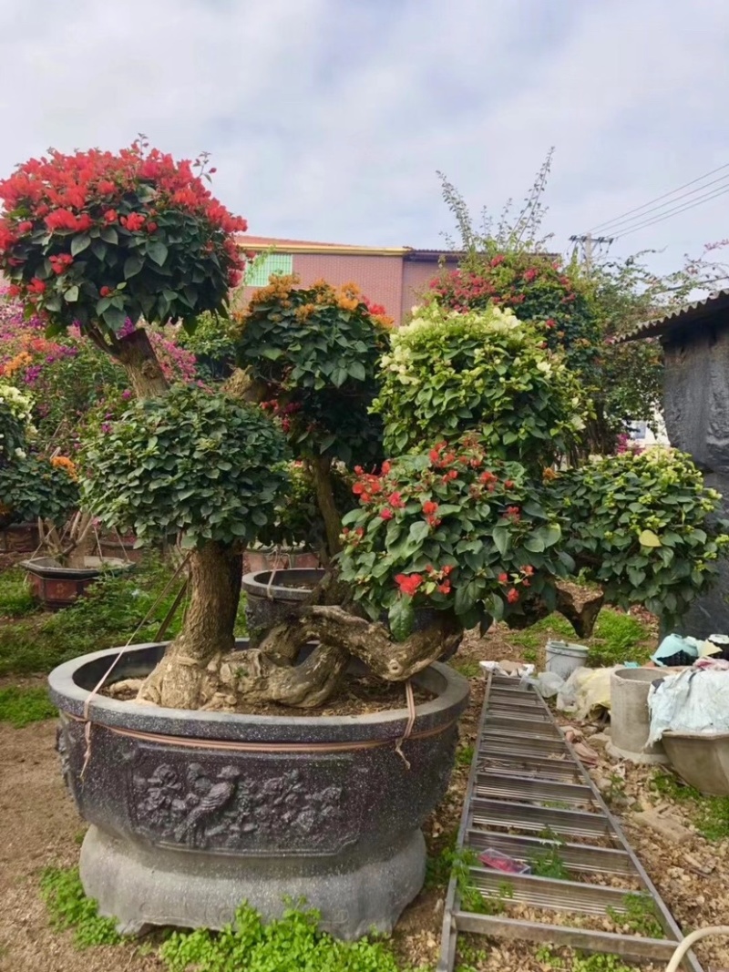 三角梅老桩头盆景基地大量现货低价批发价格