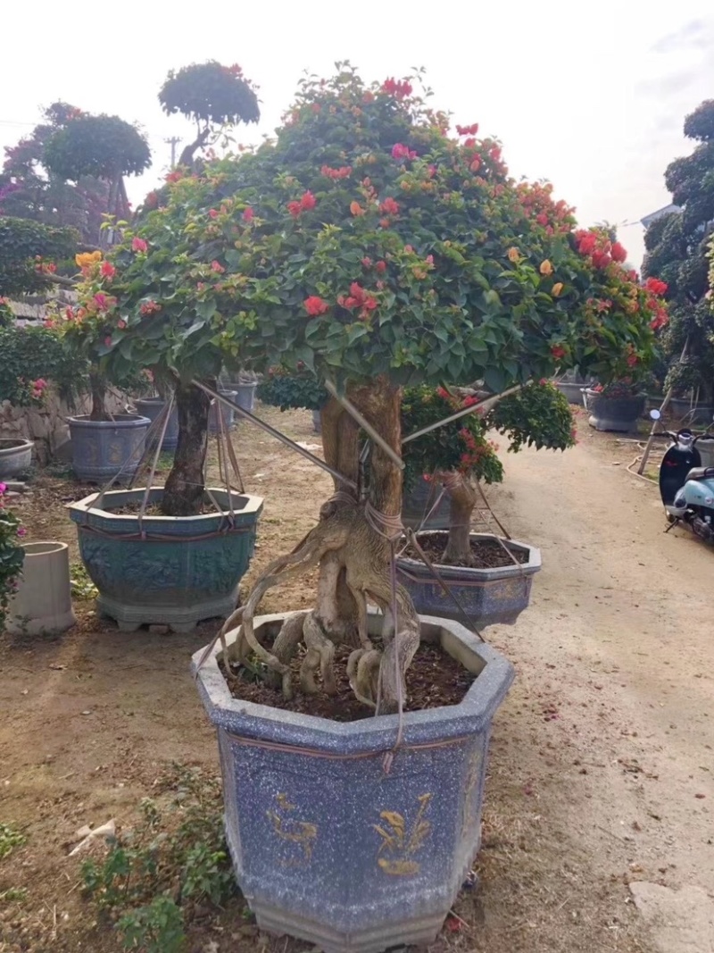 三角梅老桩头盆景基地大量现货低价批发价格