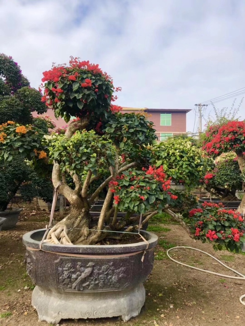 三角梅老桩头盆景基地大量现货低价批发价格