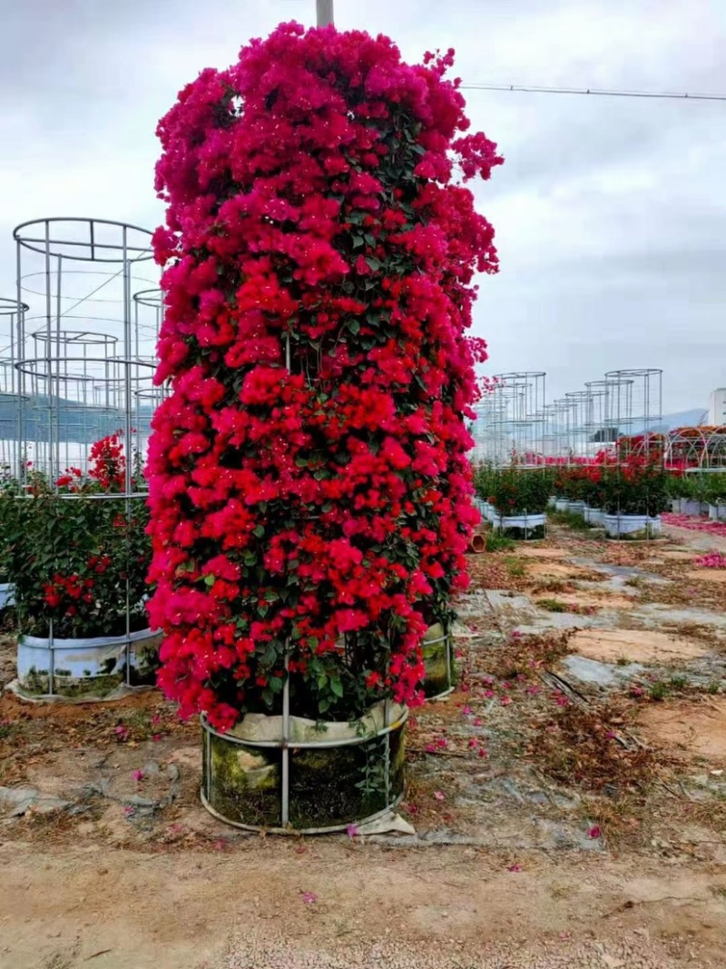 三角梅老桩头盆景基地大量现货低价批发价格