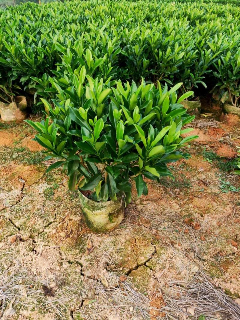 非洲茉莉，10斤袋，55-65高