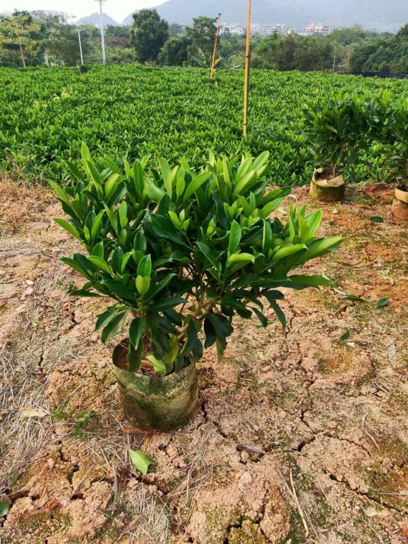 非洲茉莉，10斤袋，55-65高