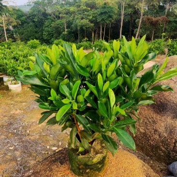 非洲茉莉，10斤袋，55-65高