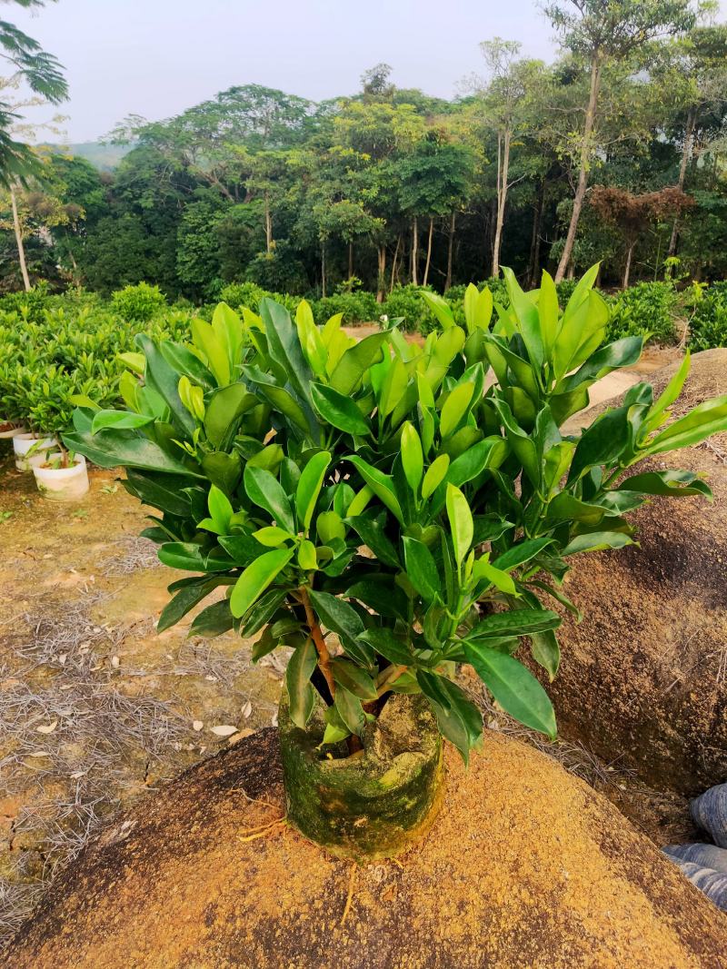 非洲茉莉，10斤袋，55-65高