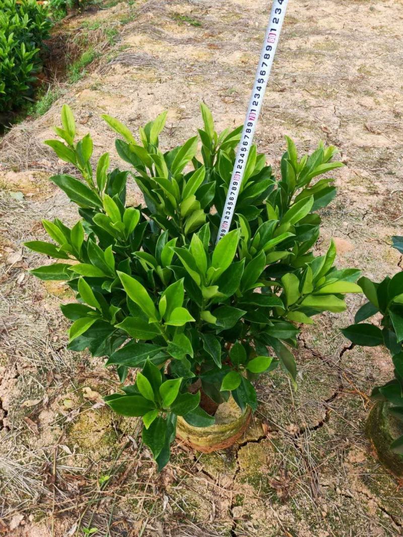 非洲茉莉，10斤袋，55-65高