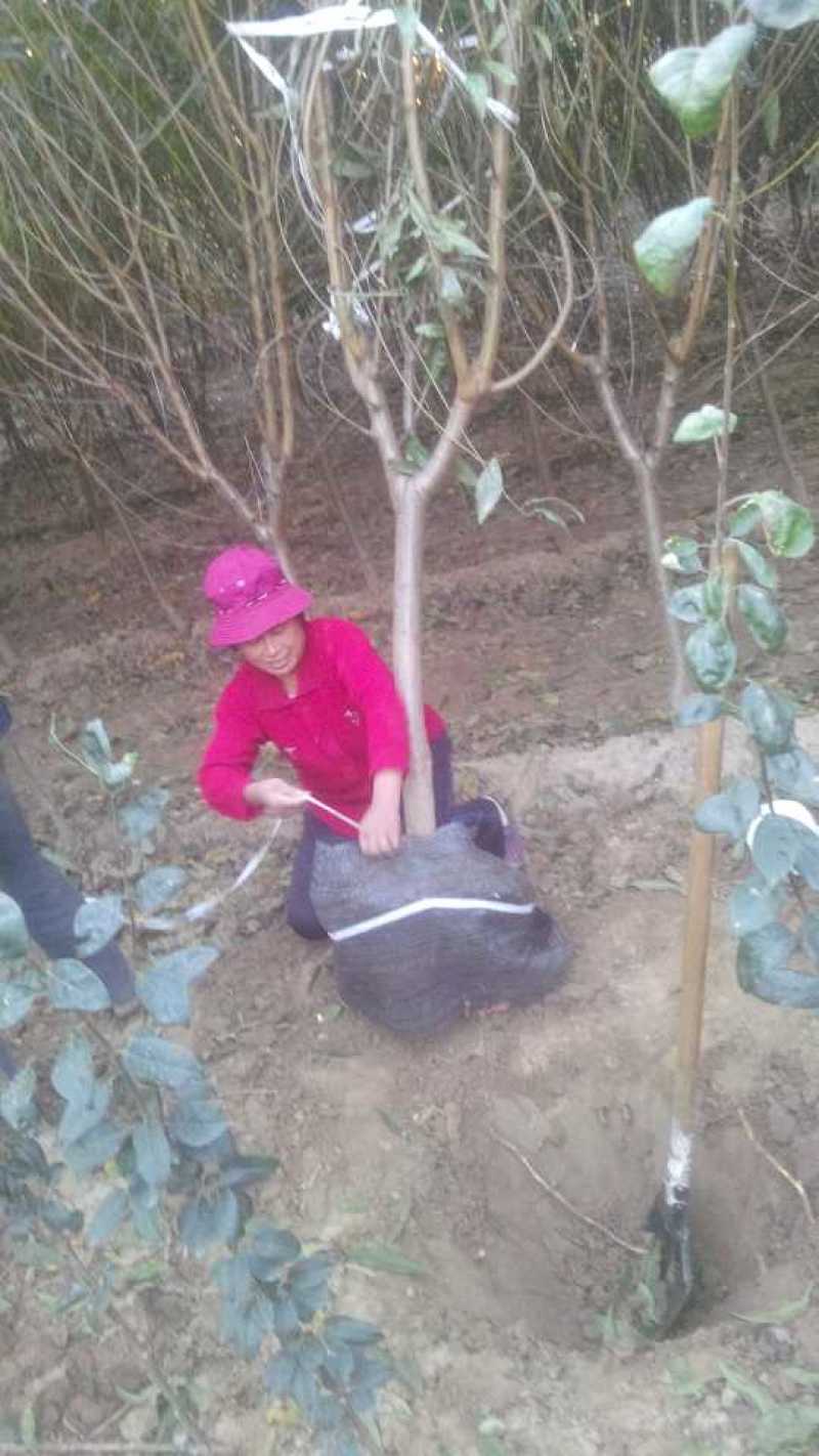红叶碧桃，龙珠碧桃，菊花碧桃，视频看货，基地直销