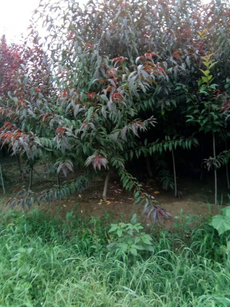 红叶碧桃，龙珠碧桃，菊花碧桃，视频看货，基地直销