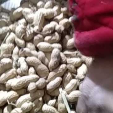 自家种杠1花生一万多斤需要的联系我