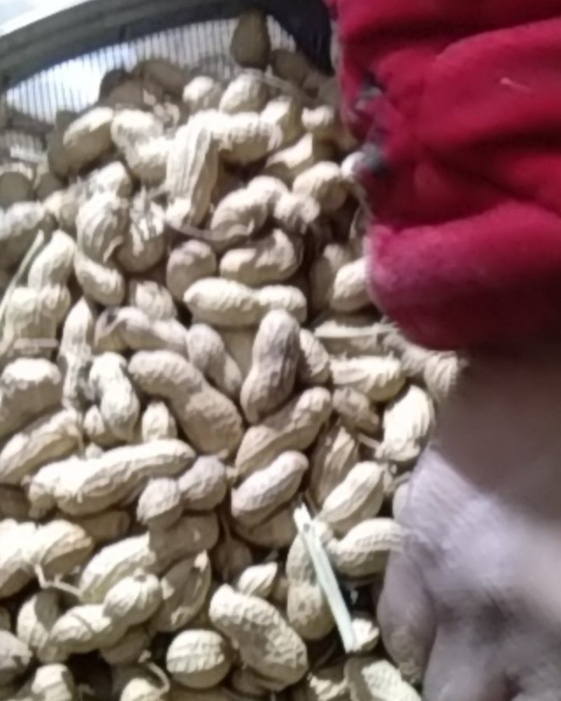自家种杠1花生一万多斤需要的联系我