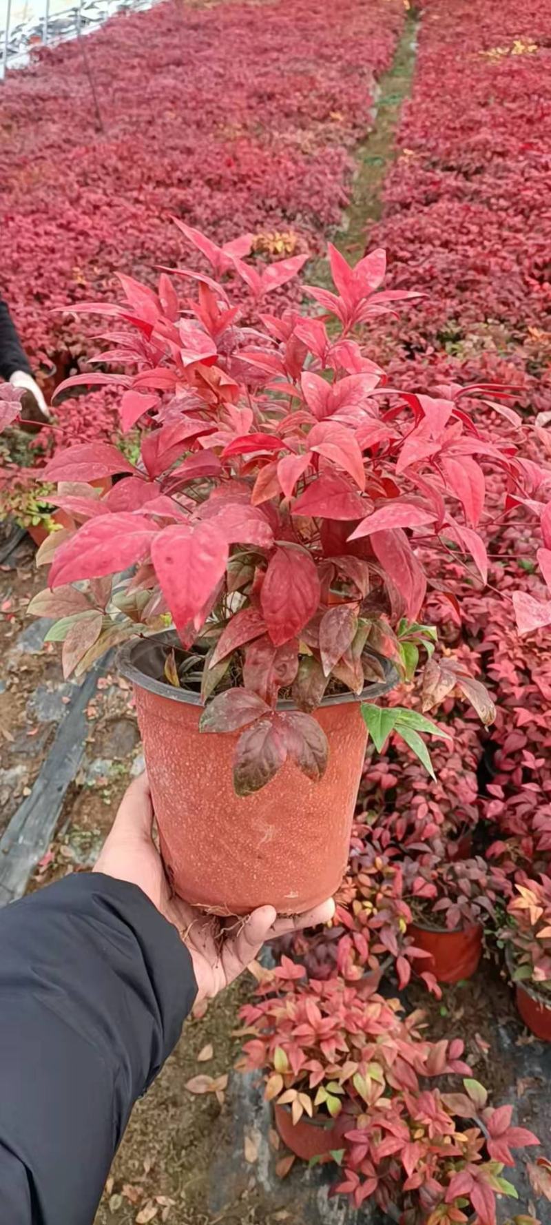 精品火焰南天竹大量上市，基地直发直销，诚信经营，欢迎各位