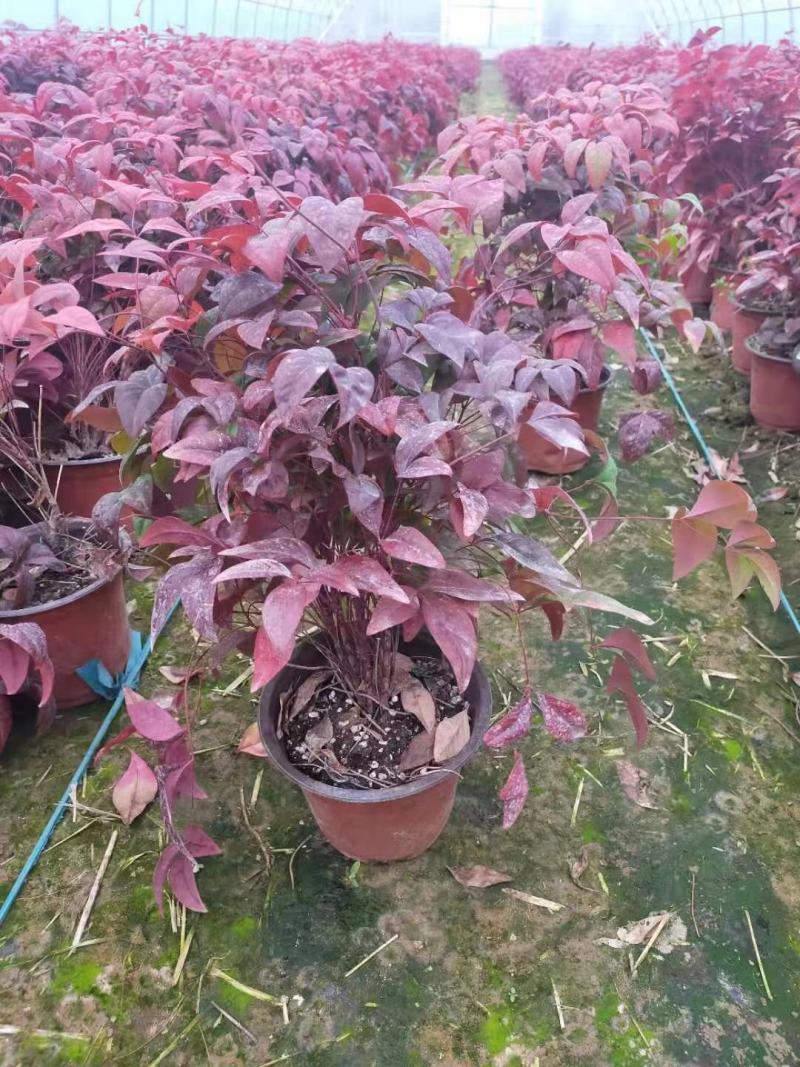 精品火焰南天竹大量上市，基地直发直销，诚信经营，欢迎各位