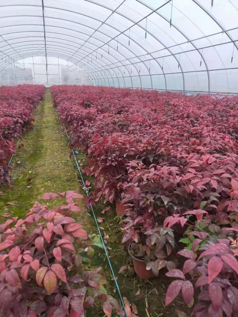 精品火焰南天竹大量上市，基地直发直销，诚信经营，欢迎各位