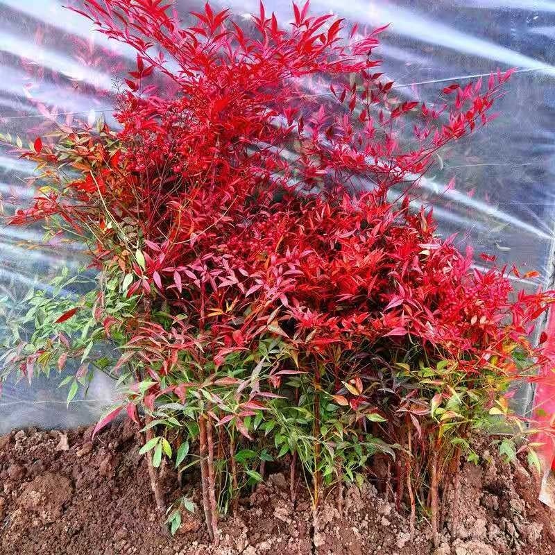 耐寒南天竹《速生苗生长速度快》耐寒耐旱成活率高