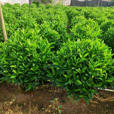 非洲茉莉80-100高
