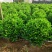 非洲茉莉80-100高