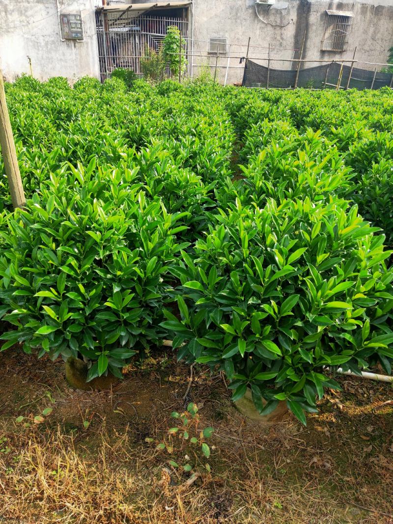 非洲茉莉80-100高