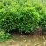 非洲茉莉80-100高
