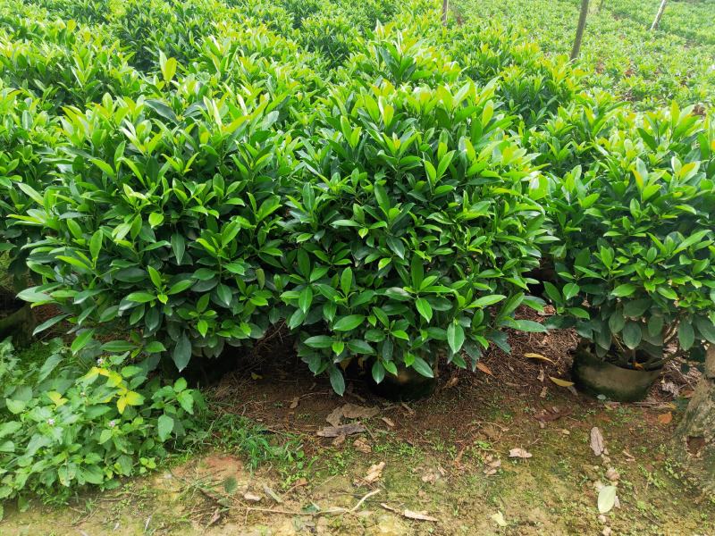 非洲茉莉80-100高