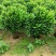 非洲茉莉80-100高