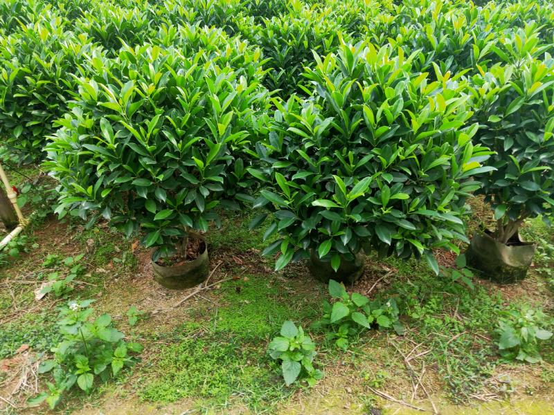 非洲茉莉80-100高