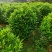 非洲茉莉80-100高