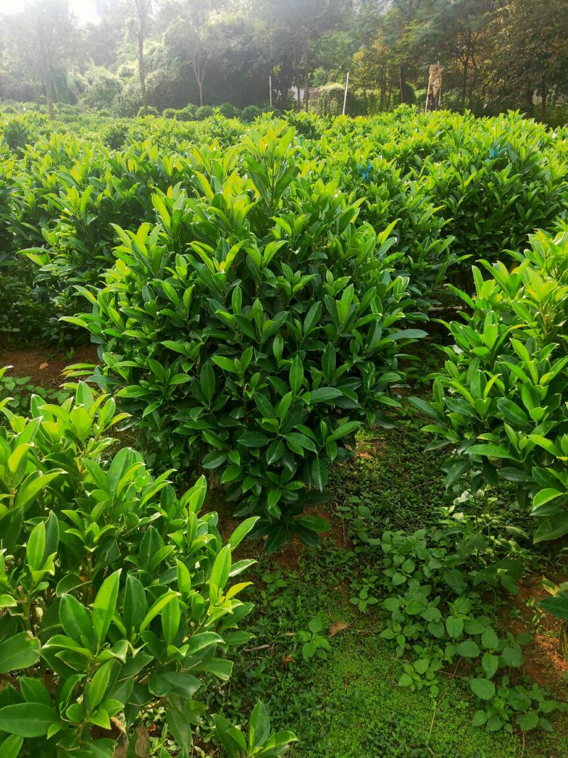 非洲茉莉80-100高