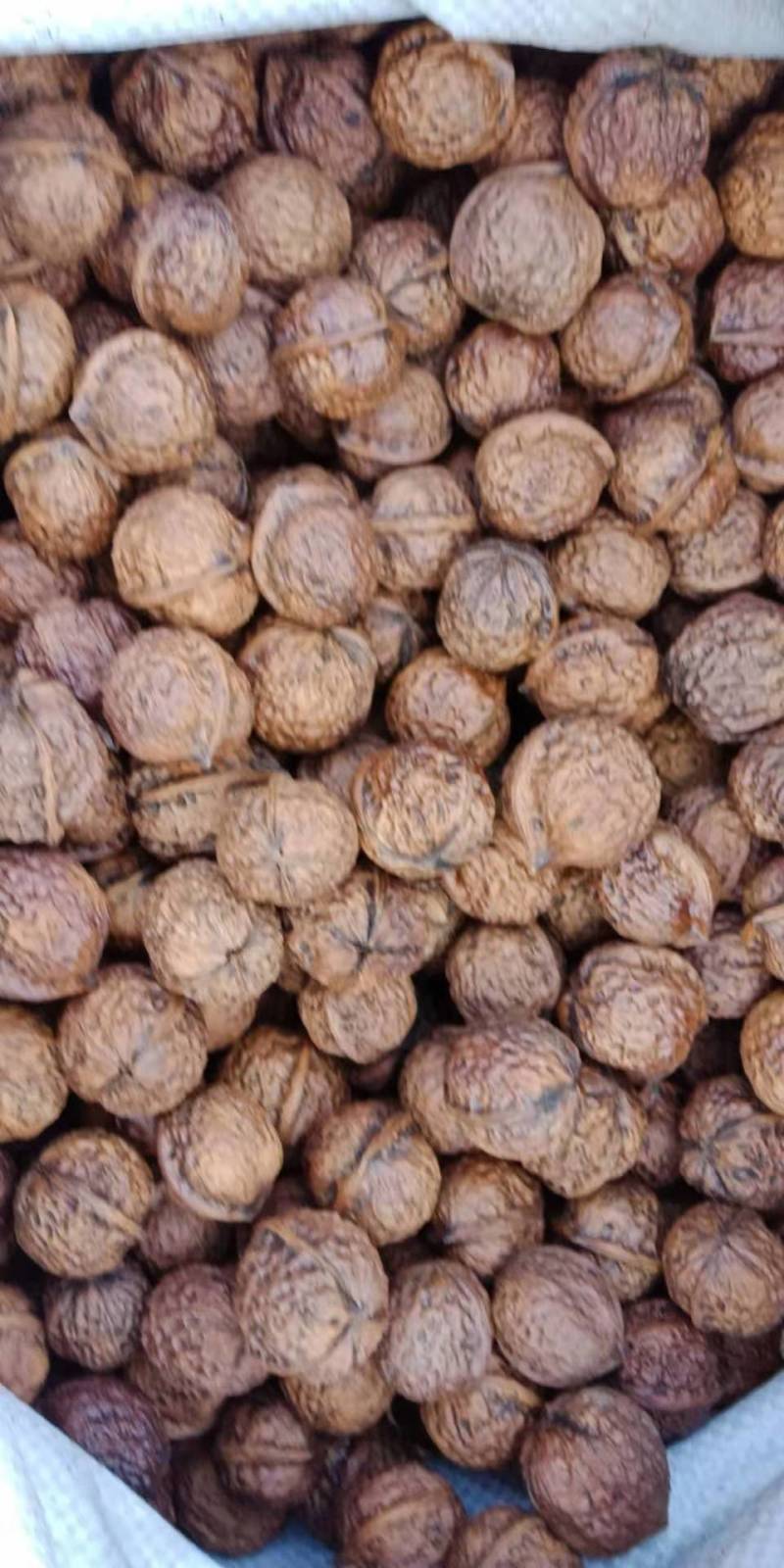 云南大理高海拔薄皮桐子果核桃
