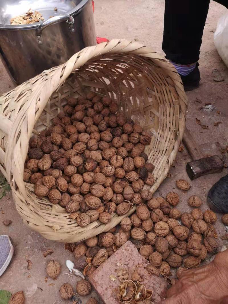 云南大理高海拔薄皮桐子果核桃