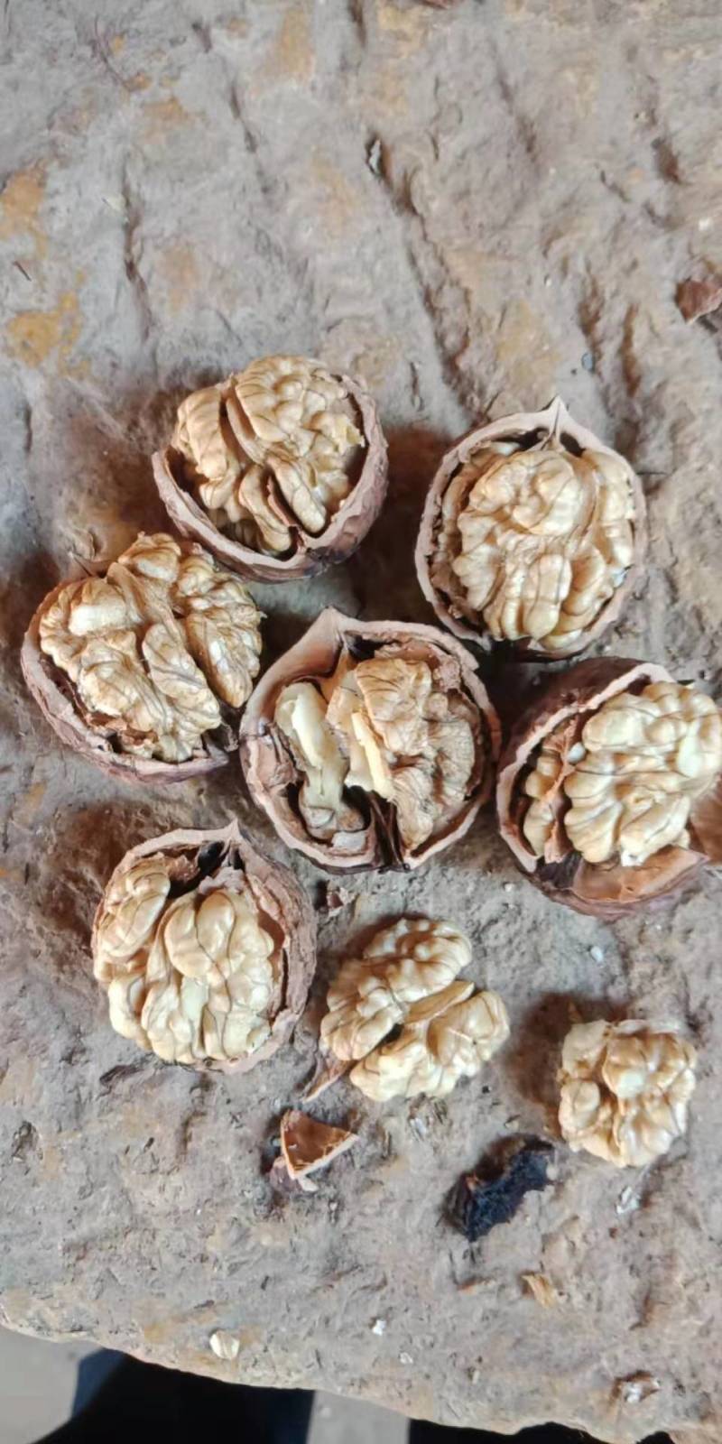 云南大理高海拔薄皮桐子果核桃