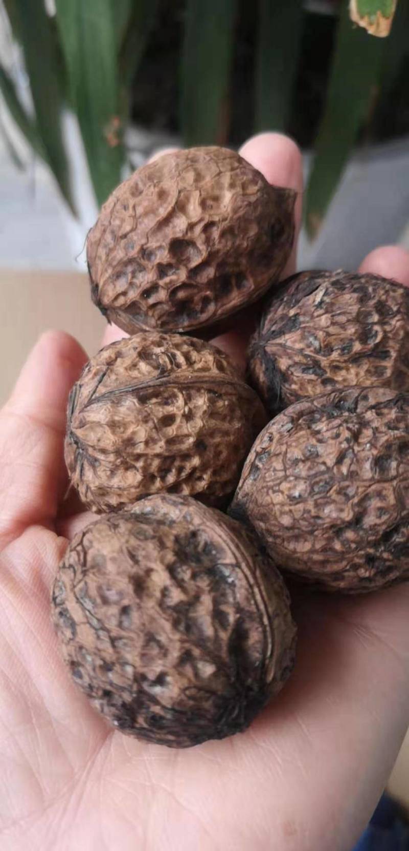 云南大理高海拔薄皮桐子果核桃