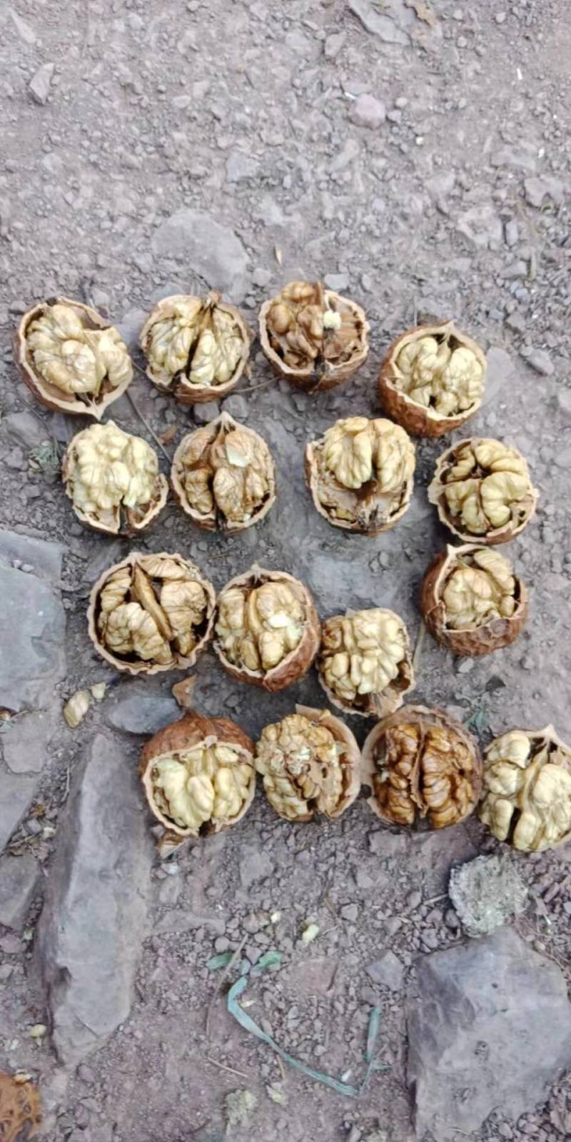 云南大理高海拔薄皮桐子果核桃