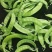 精品荷兰豆精品荷兰豆