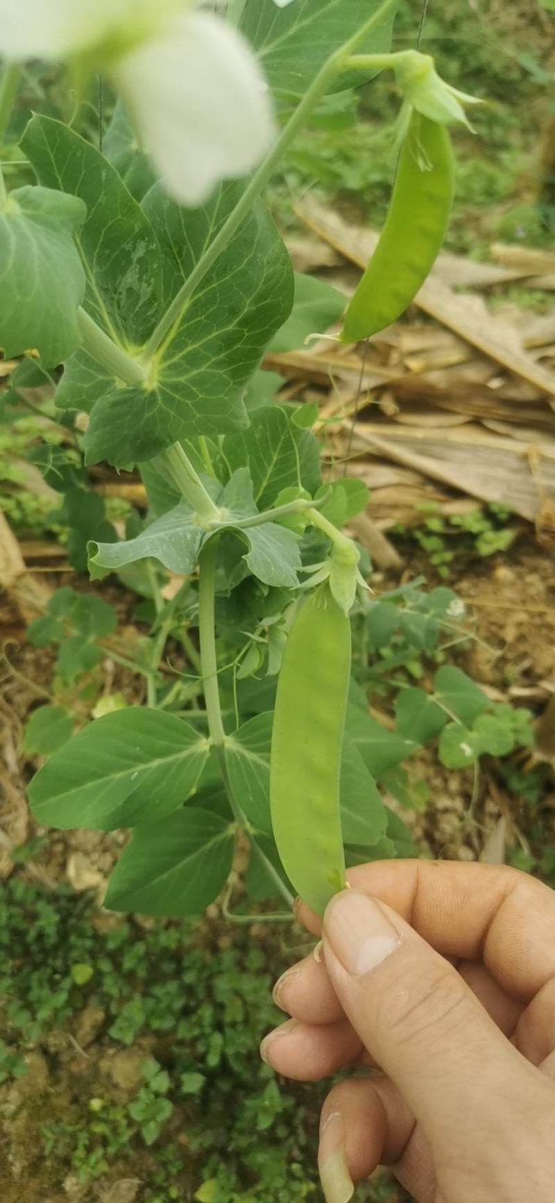 精品荷兰豆精品荷兰豆