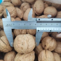 新疆和田核桃大果一等品