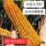 白轴大棒高产玉米种中农大787新国审品种抗性强耐高温