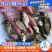 【火热推介】缩骨大头鱼苗缩骨鱼苗缩骨鳙鱼苗