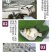 【火热推介】缩骨大头鱼苗缩骨鱼苗缩骨鳙鱼苗